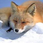 furry profile picture