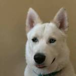 Sibey_The_Husky Profile Picture