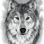 Shadow The Wolf Profile Picture