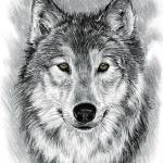 Shadow The Wolf profile picture