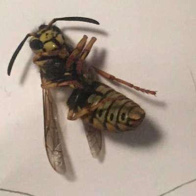 wasp parts Profile Picture