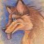 Coyote profile picture